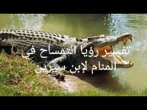 تفسير رؤيا التمساح في المنام لابن سيرين