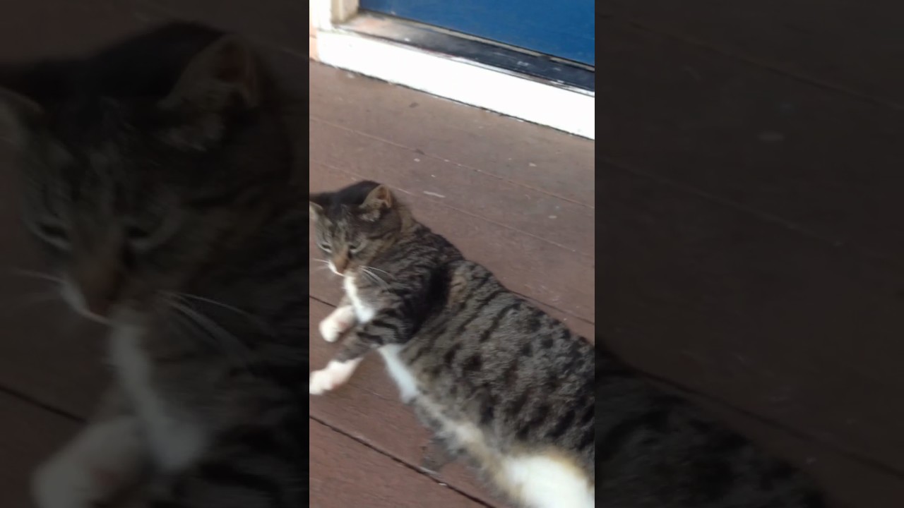 Rubbing cats belly 😸 YouTube