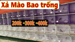 8/4.   Xả Hàng 30 bé - Mào Bao Trống Giá Rẻ và Bình dân❤️❤️ . Chim Đẹp giá mềm ae nhanh tay nha