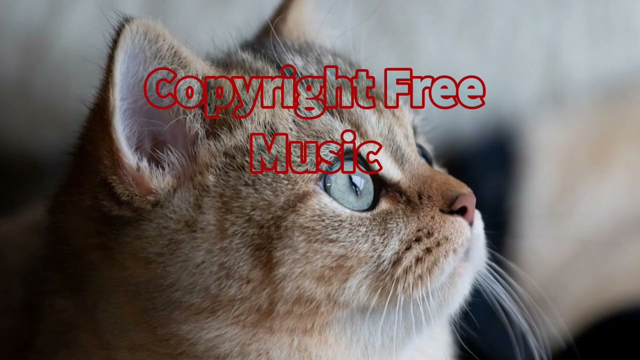Watch Turkey - Amine Maxwell (Copyright Free Music) on YouTube Watch Turkey - Amine Maxwell (Copyright Free Music) on YouTube