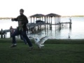 Goose attack