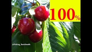 Как защитить сохранить черешню ягоды от птиц чем отпугивать шпаков скворцов грачей