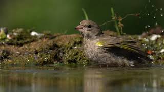 Zöldike - Greenfinch