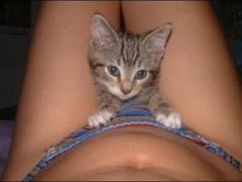 Pussy Cat Pic 64