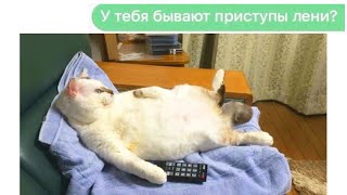 Мемы и Приколы с Котами 2021 года  Порция лучших мемов про котов за 30 Ноября #shorts