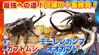 【どっちが強い!?試練の十番勝負編 】第7戦 カブトムシVSモーレンカンプオオカブト #昆虫バトル by KADOKAWA最強理科チャンネル 27,784 views 8 months ago 3 minutes, 29 seconds