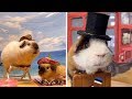 Adorable Guinea Pigs Pose In Different Scenes