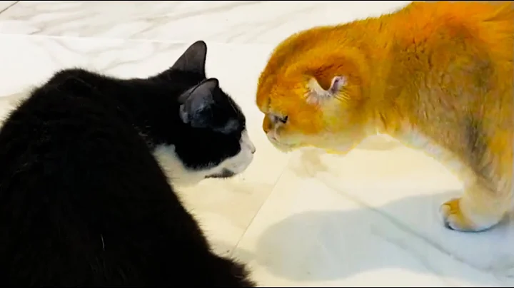 Video 10373221: purebred cat, kitten first bath, bath meows loudly, cat first meeting, cat animals