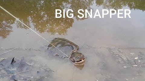 Catching BIG SNAPPING TURTLE on JUG line