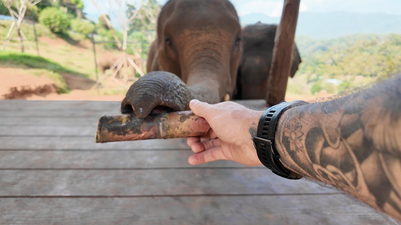Кормление слонов в Таиланде