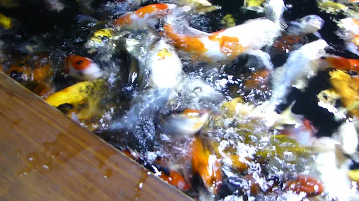 Fish feeding Frenzy. Koi Carp, Mirror Carp and crosses. 1080 HD.