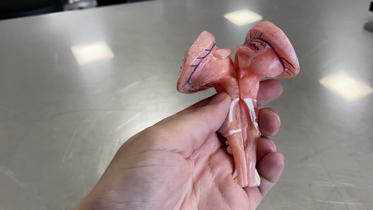 Beyin Sapı (Truncus encephali)-Bulbus, Pons, Mesencephalon