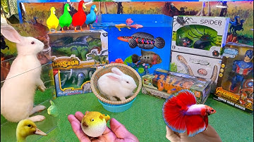 Bắt cá cảnh dễ thương, gà cầu vồng, thỏ, rùa, cá da trơn, cá sấu, rết, cá vàng