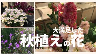 ガーデニング　秋植えしてよかった花　オススメ９選　冬や春に向けて楽しむ植物