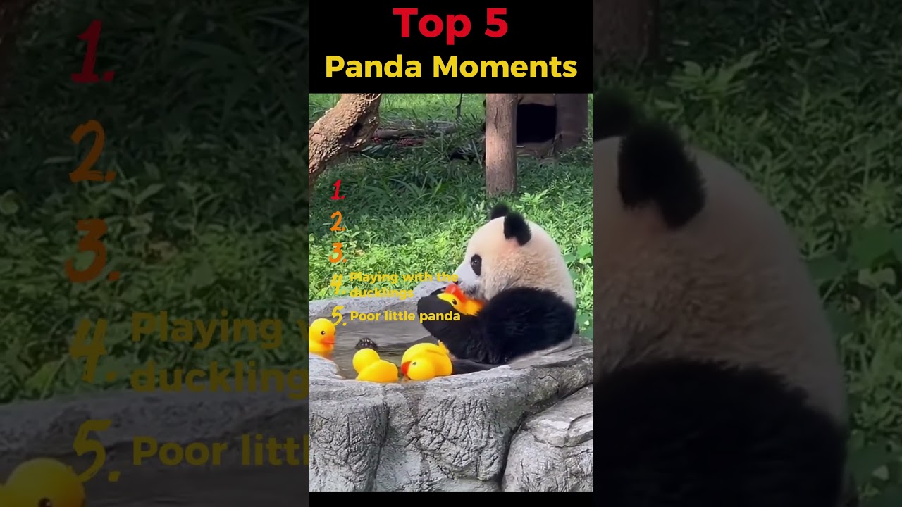 Top 5 Panda Moments