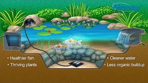 Importance of Aeration in Your Pond or Water Garden