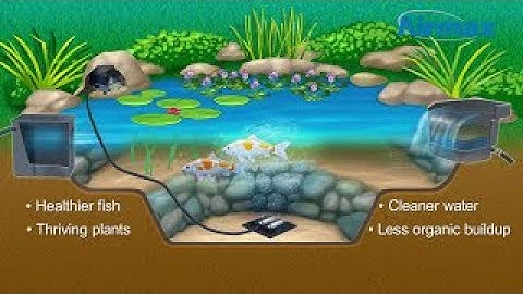 Importance of Aeration in Your Pond or Water Garden