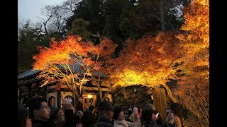 20171129長谷寺(鎌倉)の紅葉ライトアップ2017【HD・原画4K】