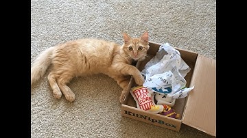 KitNipBox October opening with cats Oliver and Ryder! Crazy kitty! Also some kitty wrestling!