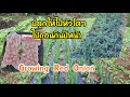 Growing Red Onions at Japan | วิธีปลูกหอมแดง ให้หัวโตๆ ปีถัดไป ของประเทศแถบหนาวเย็นติดลบ-6 ช่วงที่1