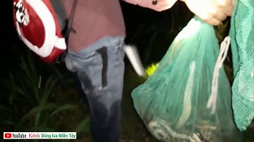 A Tý mưu sinh nghề bắt rắn đêm rùng rợn(tập tiếp) | catch snake by hand| Bông lúa Miền Tây
