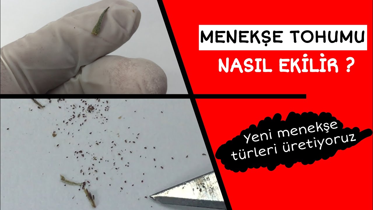 Menekşe Tohumu Nasıl Ekilir?