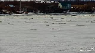 Belugas Naknek 4\/26\/23 Leaving \& animal on shore. Via Explore.org