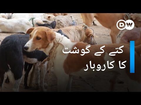 کتوں کا گوشت فروخت کرنے کا کاروبار | DW Urdu