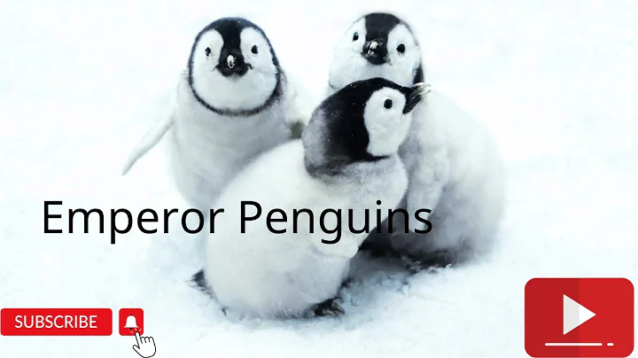 Emperor Penguins: Masters of Survival in Antarctica