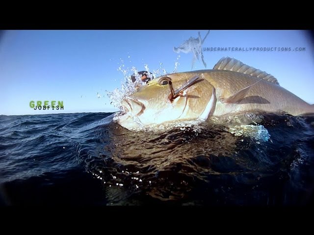 Spearfishing – 25lb Green Jobfish (Uku)