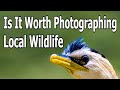 Is It Worth Photographing Local Wildlife