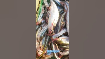 #Shorts / Câu cá dứa cá xác sọc quá phê miền tây sông nước #KiềmRapper