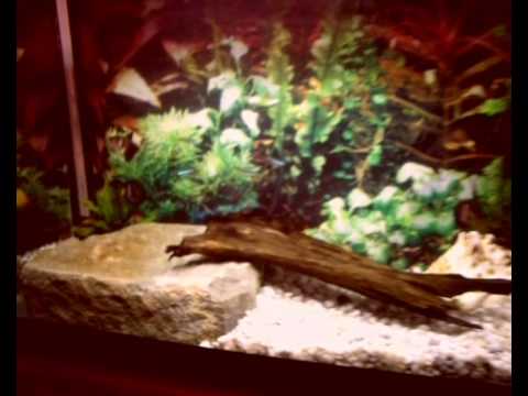 my acquarium