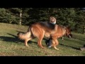 Protection Dog - Toddler with Kraftwerk K9 Protection Trained German Shepherd