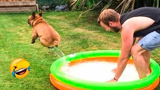 Funniest Dogs and Cats Reactions Ever Caught on Camera!