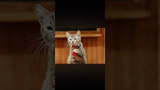 Pup Academy, Kitten Academy Episode Review