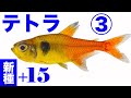 ③ 新種 の テトラ 15種 追加　生息地 の美しい映像あり