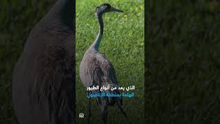 رصد طائر 