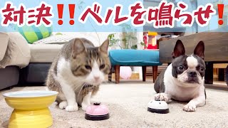 【対決】犬VS猫ベルを鳴らせ‼ dog vs cat