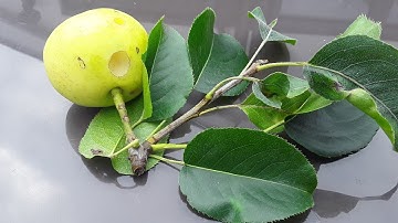 First apparent animal attack on my Asian pears 😟😟