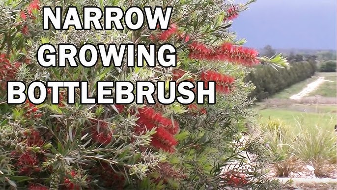 Bottle Brush Tree: Callistemons & Melaleucas - Epic Gardening