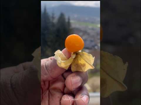 Jamaican Trying physalis 👀