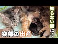 保護したばかりの子猫が、いつの間にかママになっていました 【保護猫活動】