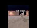 part 17 funny clips of funny animals #animals #funny #fun #dog #viral