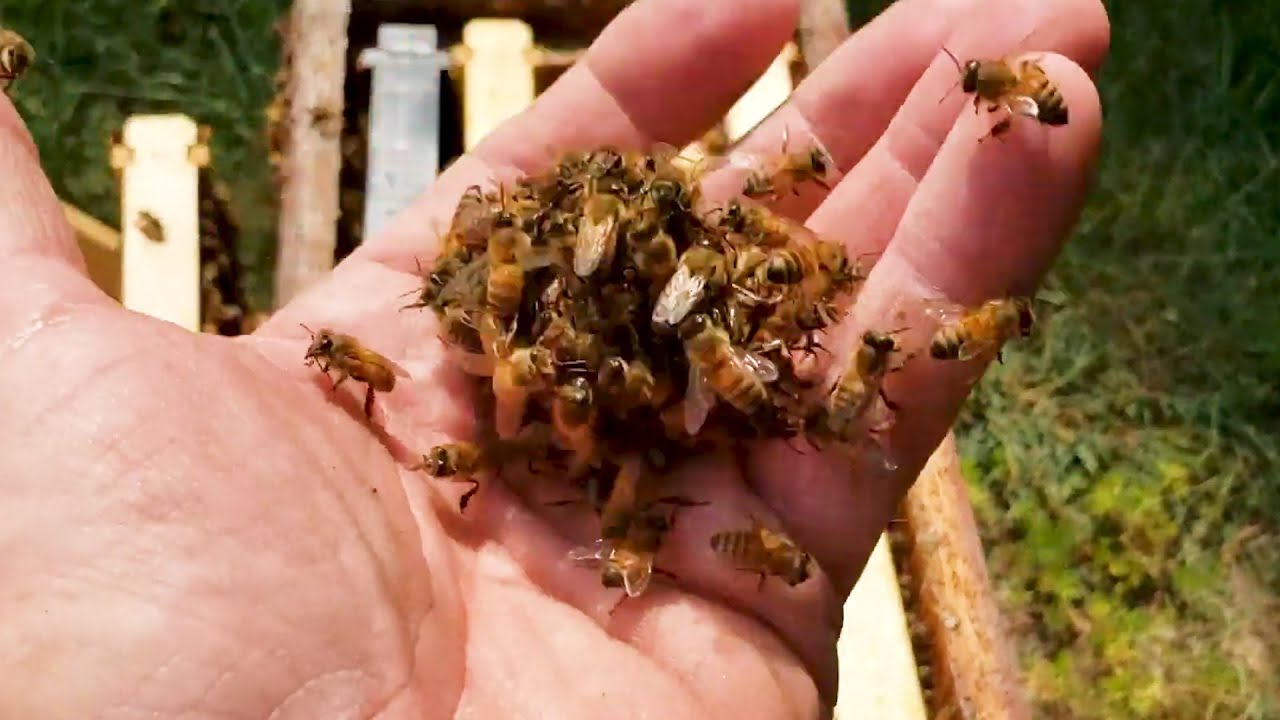 أسباب ظاهرة تكور النحل على الملكة.