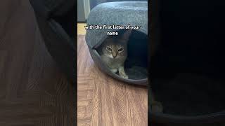 I’m going in my cat cave 😼Any problem 👉🏻😼 #cat #cute#funny