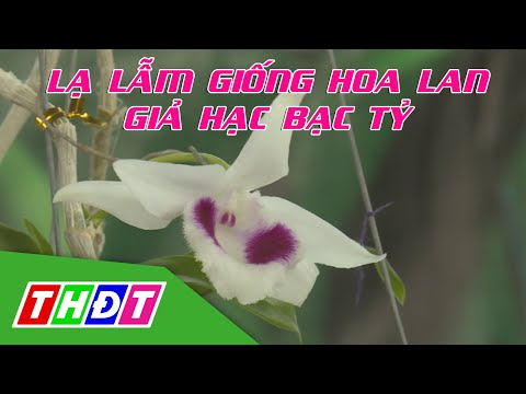 Lạ lẫm giống hoa lan Giả Hạc bạc tỷ | THDT | Foci