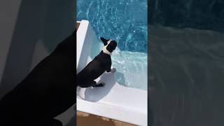 Mario - Adoptable Boston Terrier from SNORT Rescue Mario - Adoptable Boston Terrier from SNORT Rescue