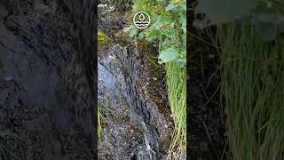 Tiny waterfall's flow down ancient rock peaceful #watershort #natureshortfilm #waterfallshorts