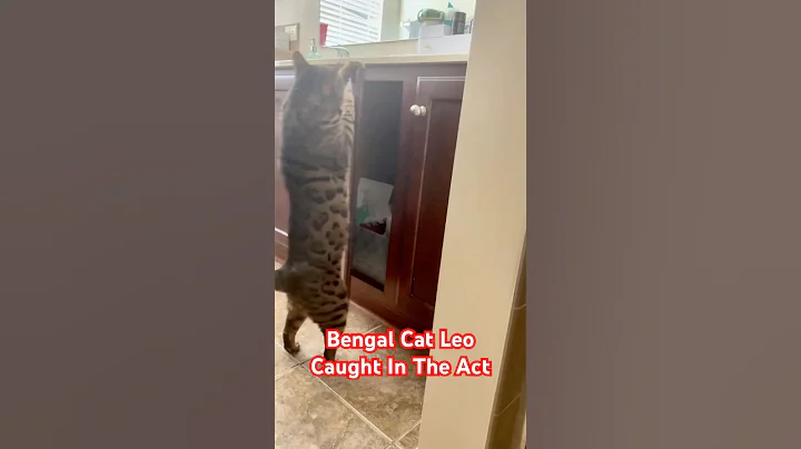 Video 9252141: bengalcat cat funny, bengalcat cats cute funny, bengal house cat